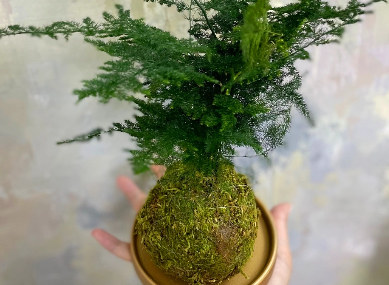 苔球養護技巧 苔球養護技巧