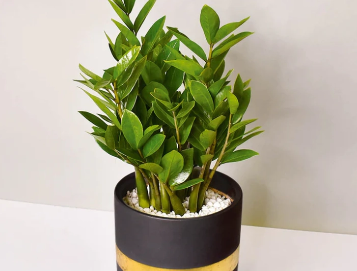 金錢樹照顧方法 金錢樹照顧方法