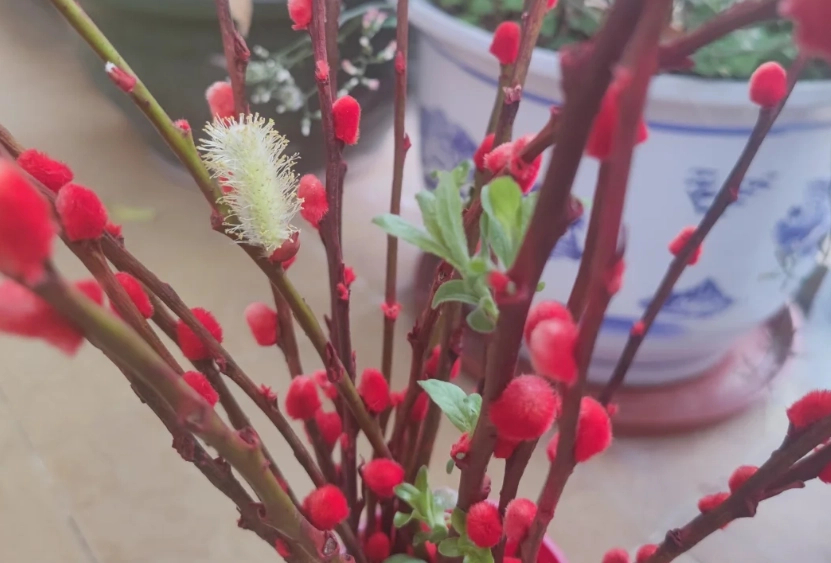 銀柳葉片護理 銀柳葉片護理