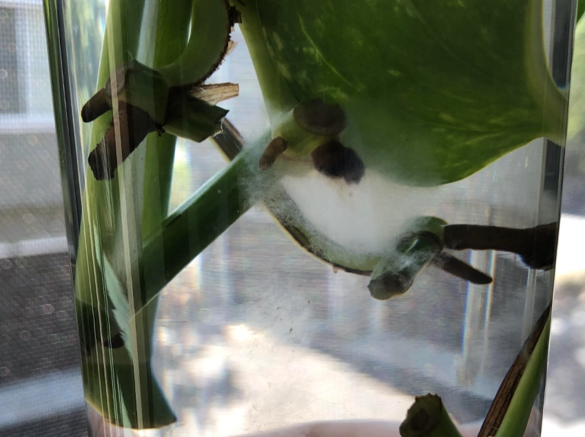 水種植物根部發霉處理