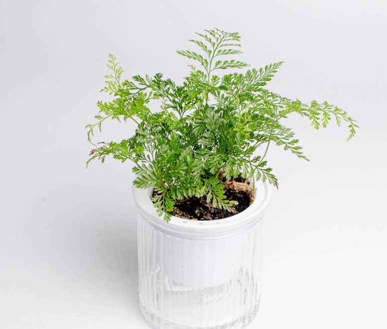 兔腳蕨孢子繁殖 兔腳蕨孢子繁殖