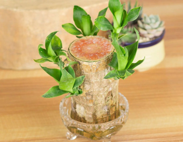 室内水养植物 室内水养植物