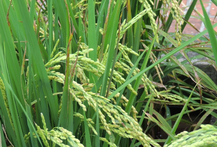 禾本科分類歷史 禾本科分類歷史