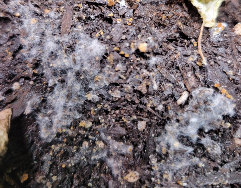 白色菌絲處理 白色菌絲處理