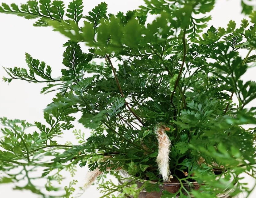 兔腳蕨繁殖技巧