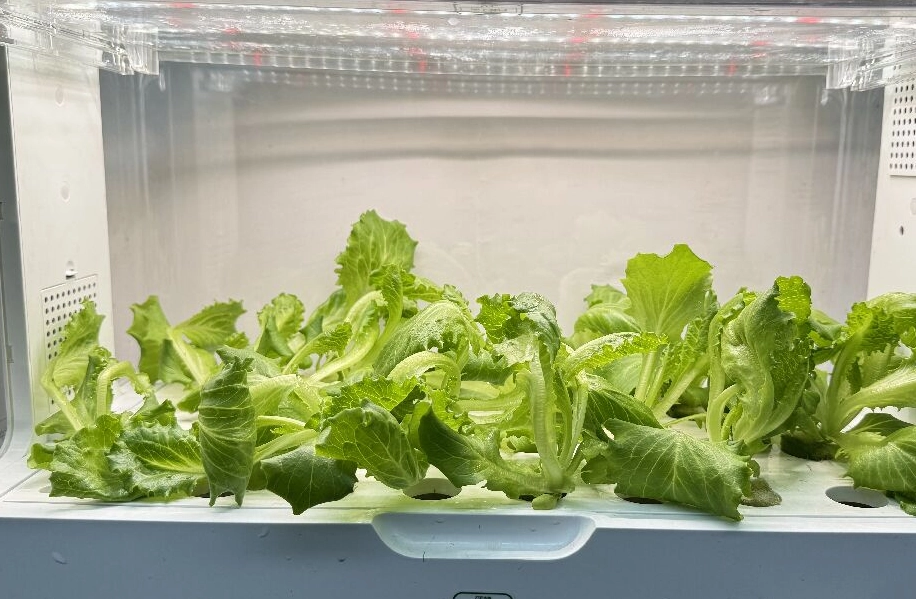 水耕栽培利弊 水耕栽培利弊