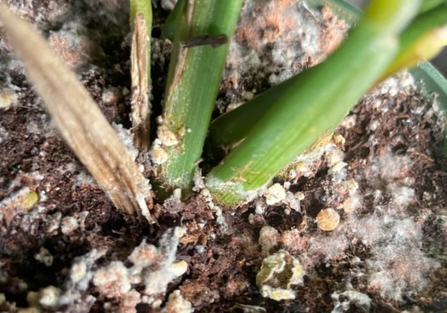 植物霉菌處理 植物霉菌處理