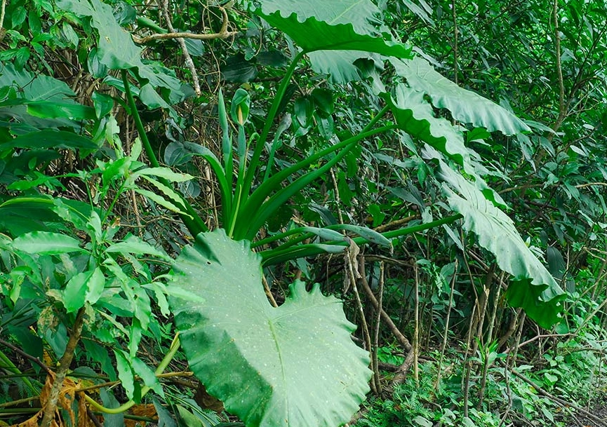 台灣常見有毒植物 台灣常見有毒植物