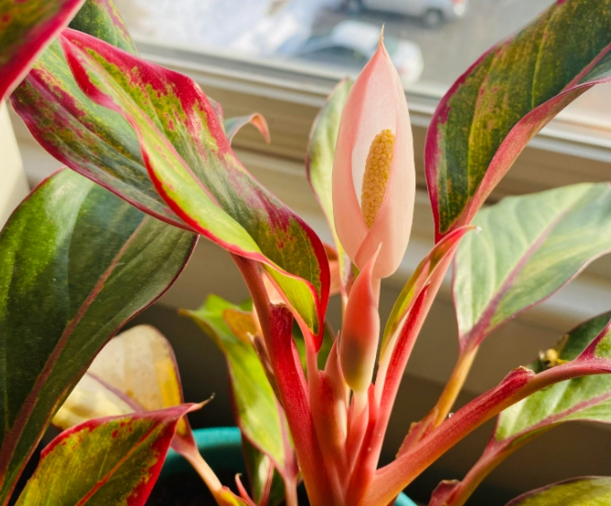 Dieffenbachia開花護理 Dieffenbachia開花護理