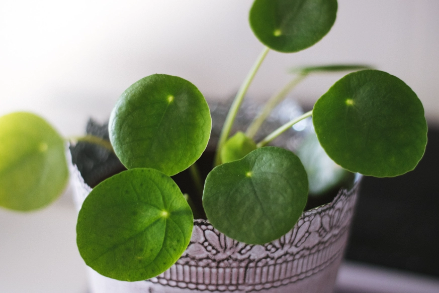 耐阴室内植物推荐 耐阴室内植物推荐