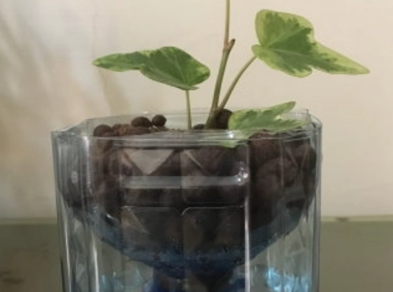 水耕栽培技巧 水耕栽培技巧