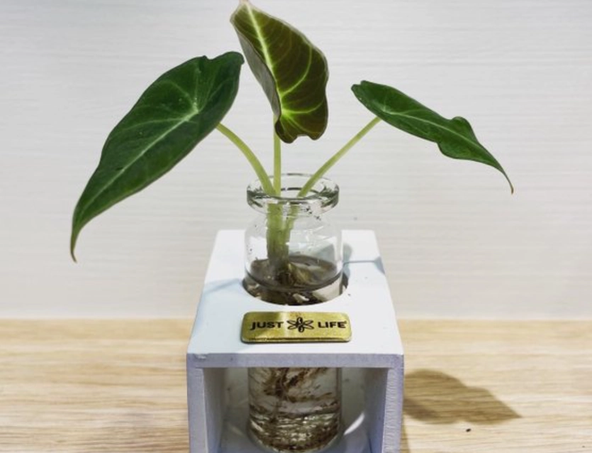 黑絲絨植物養護