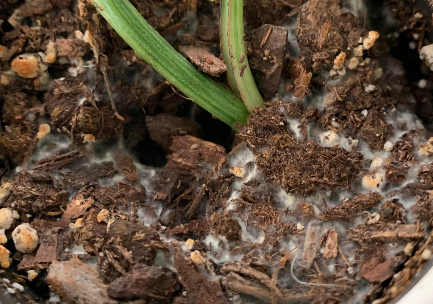 盆栽發霉處理 盆栽發霉處理