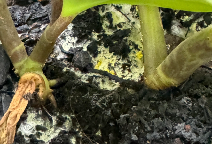 植物霉菌防治 植物霉菌防治