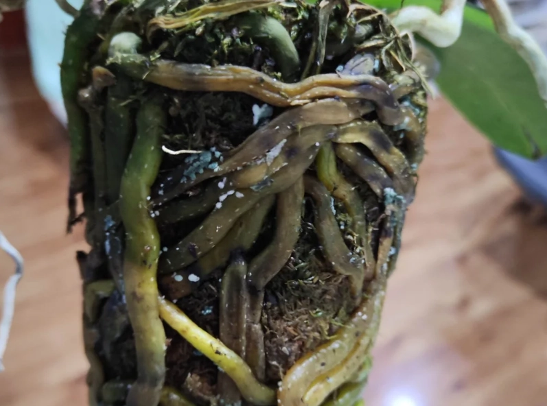 蘭花爛根原因 蘭花爛根原因