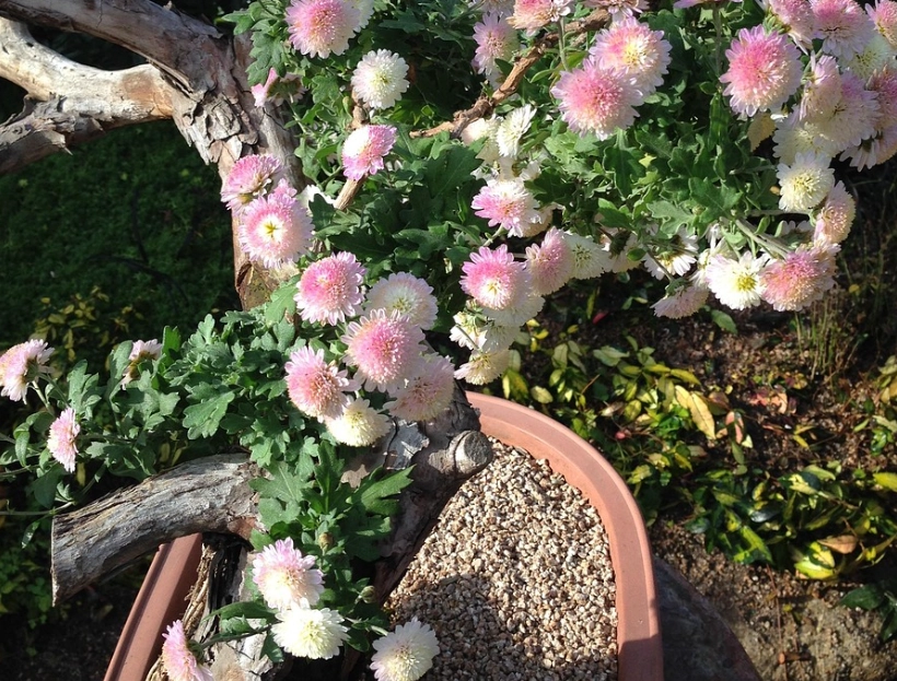 菊花盆栽種植方法