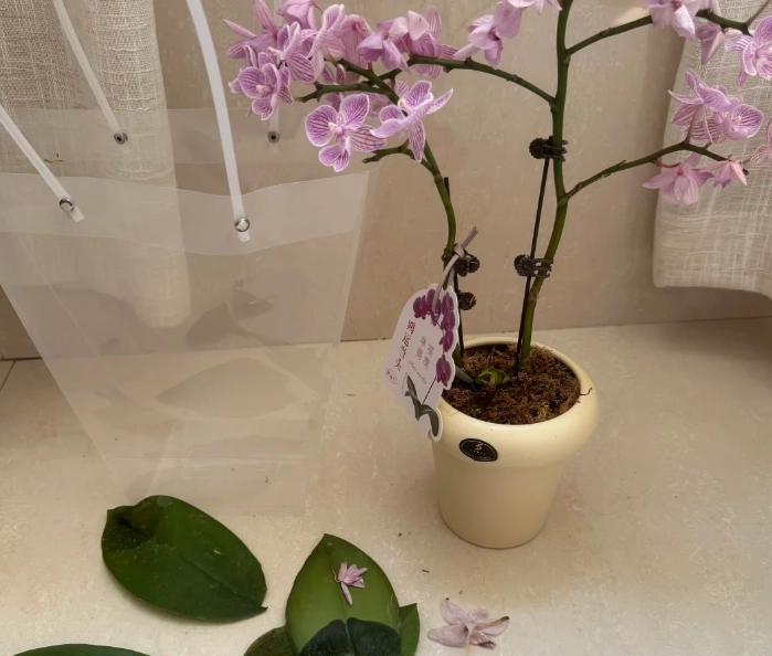 蘭花掉葉子
