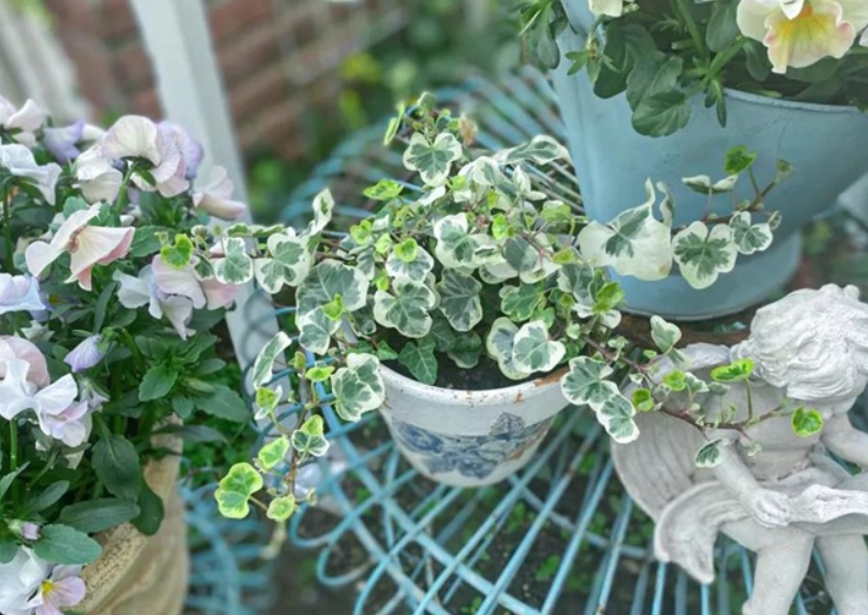 雪瑩常春藤病虫害