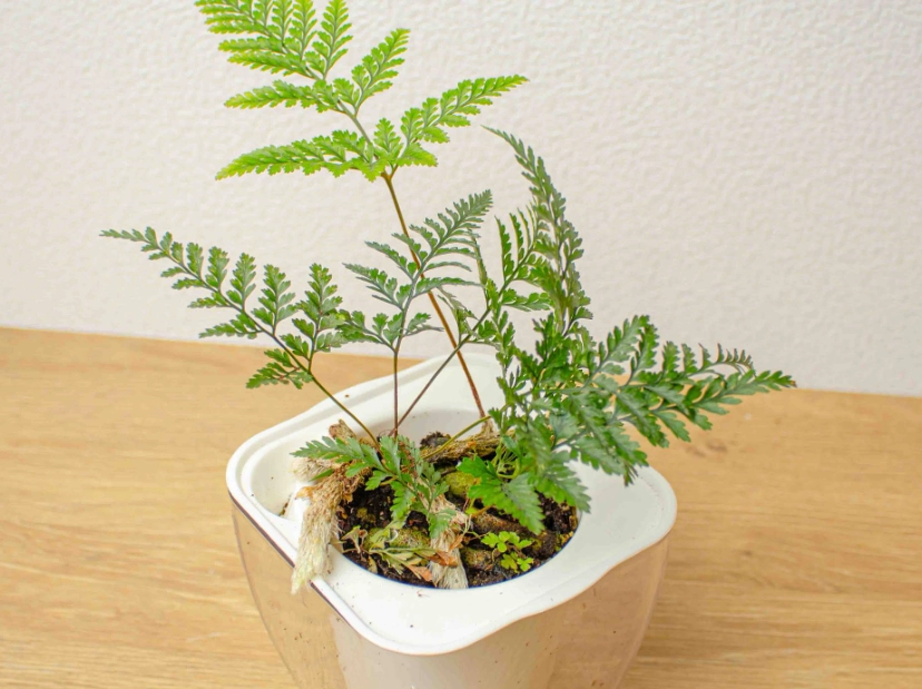 兔腳蕨象徵意義