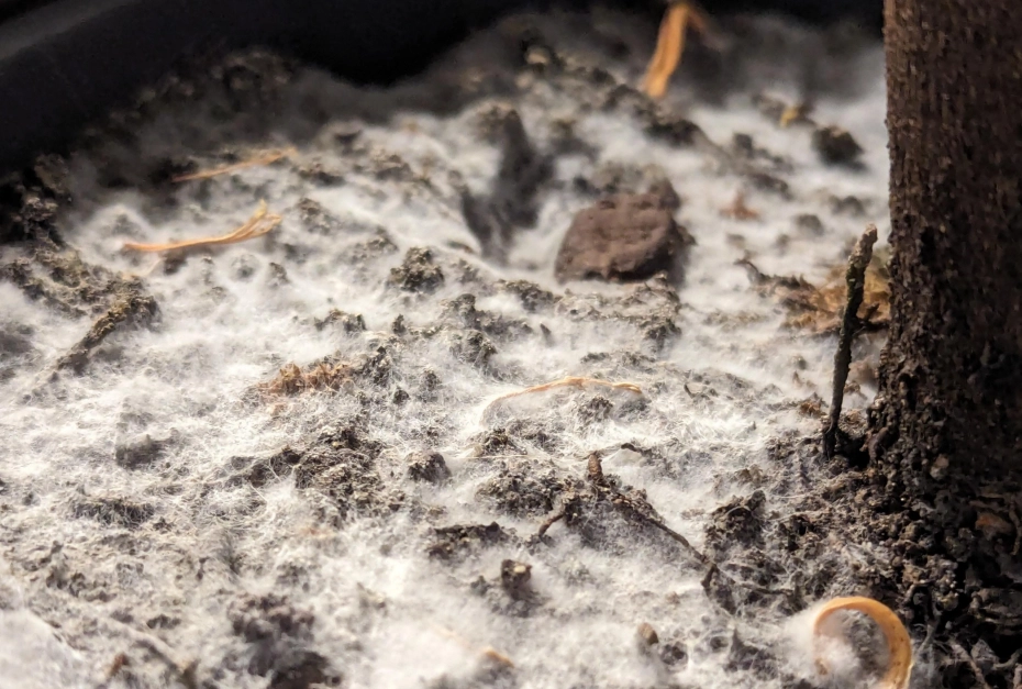 有益真菌 有益真菌