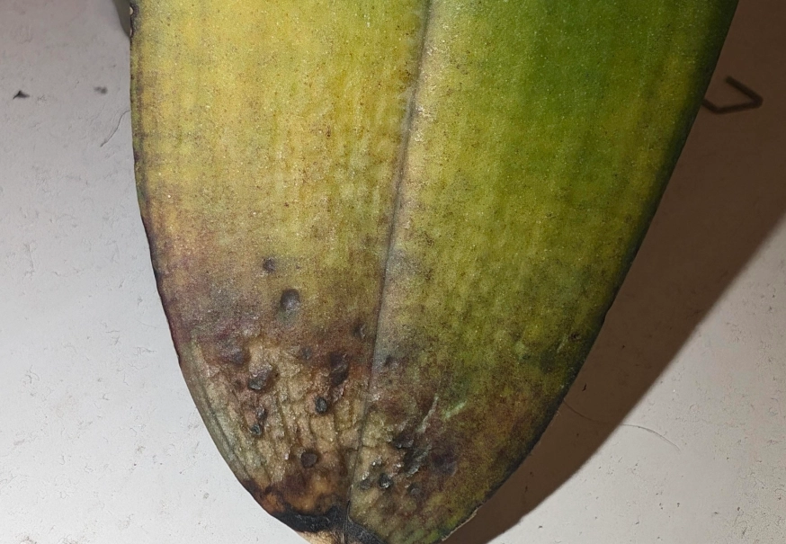 蘭花養護技巧 蘭花養護技巧