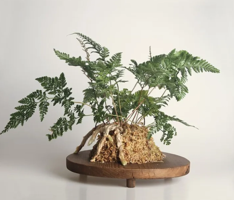 兔腳蕨分株方法