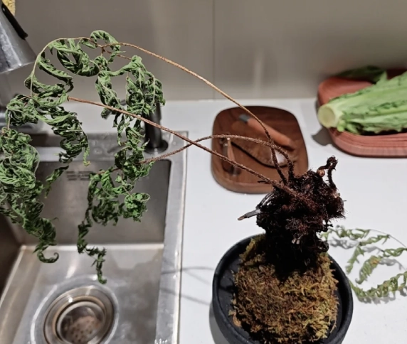 苔球照顧 苔球照顧