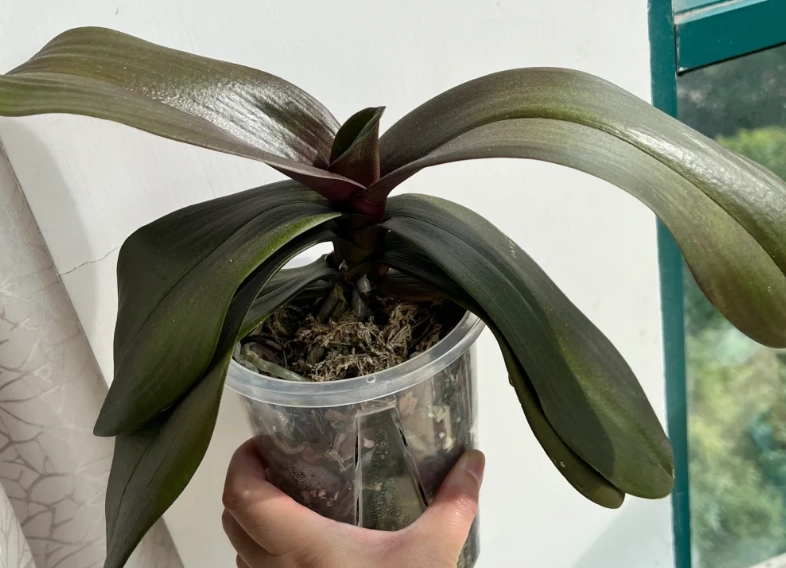 蘭花葉子發黑原因