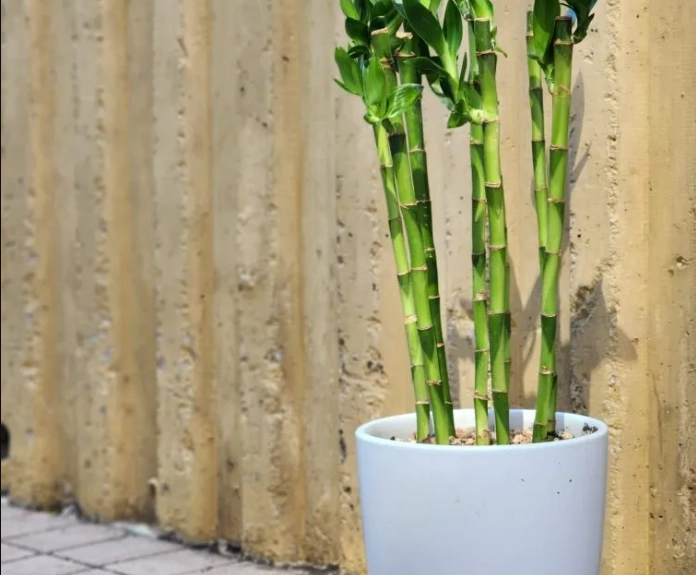 富貴竹安全嗎 富貴竹安全嗎