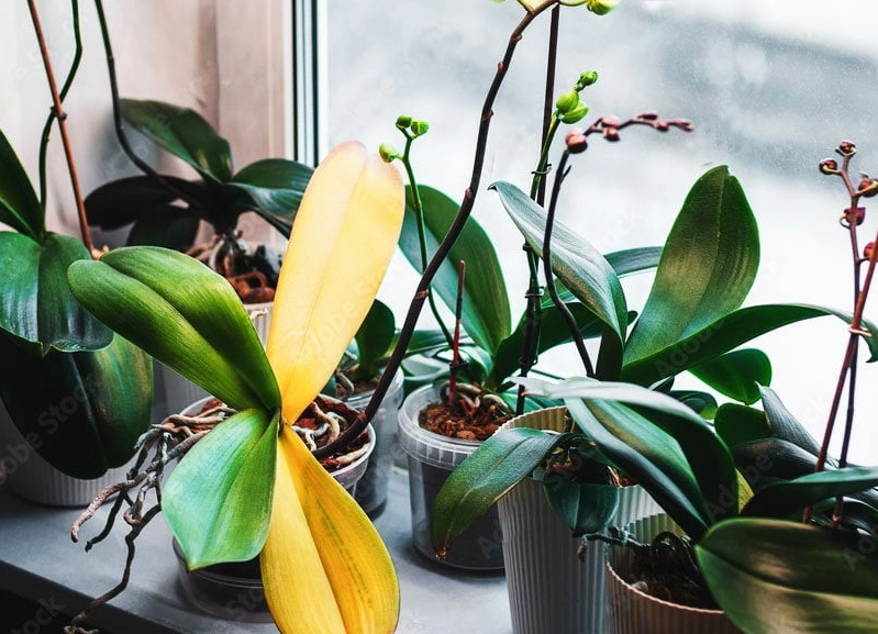 蘭花葉子變黃原因