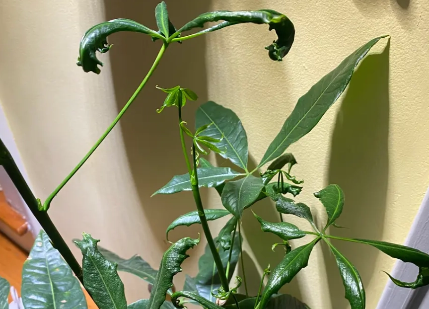 金錢樹照顧 金錢樹照顧