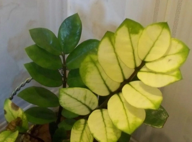 金錢樹葉子變黃