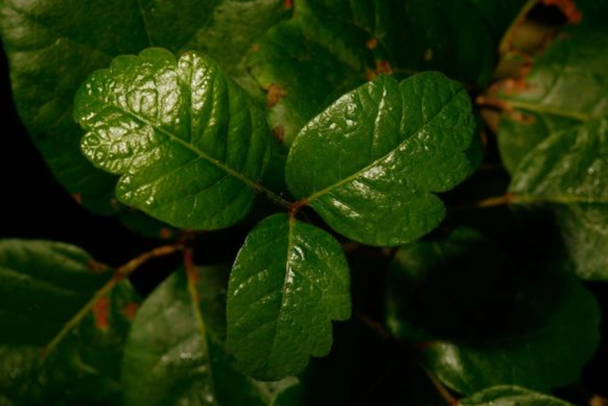 台灣常見有毒植物 台灣常見有毒植物