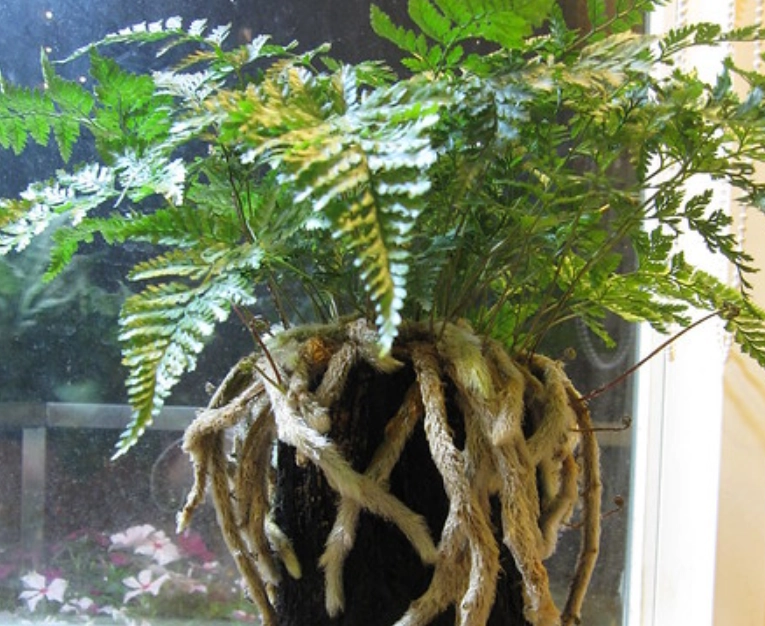 兔腳蕨養護指南