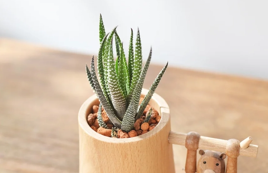 辦公室多肉植物