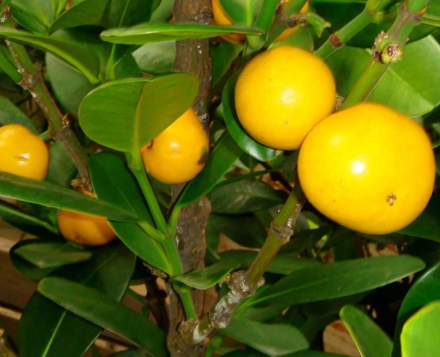 福木果實毒性 福木果實毒性