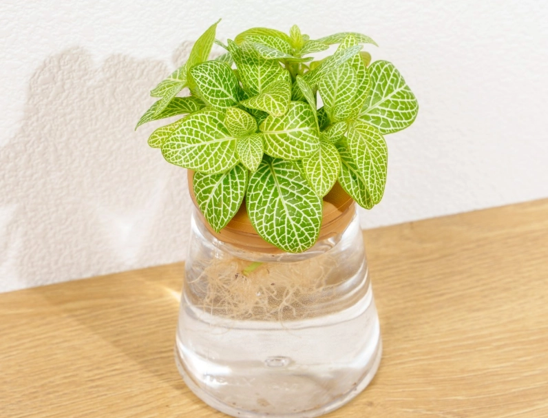 室內植物養護