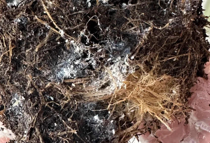 植物根部發霉預防