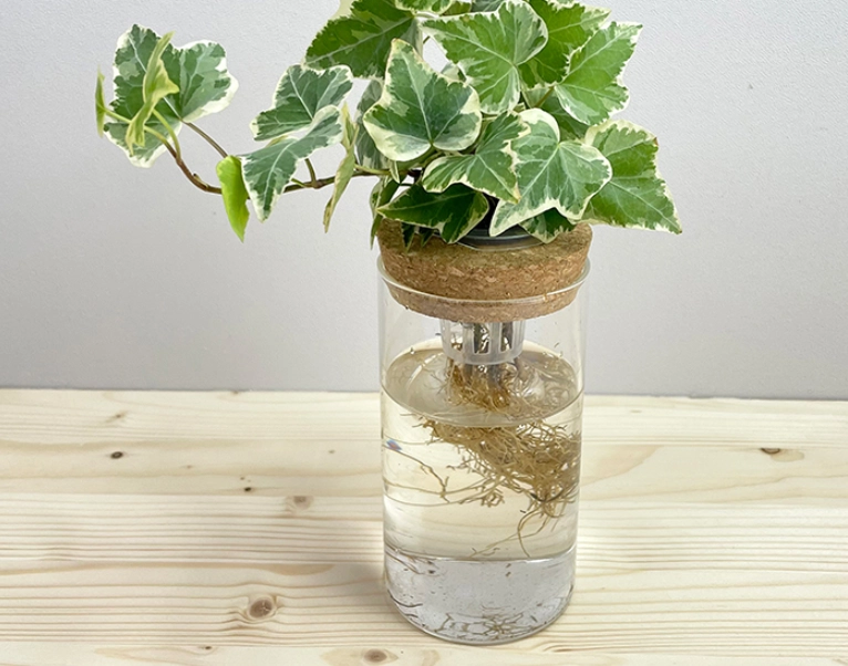 水耕常春藤優缺點 水耕常春藤優缺點