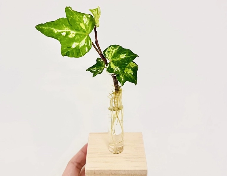 水耕常春藤優缺點 水耕常春藤優缺點