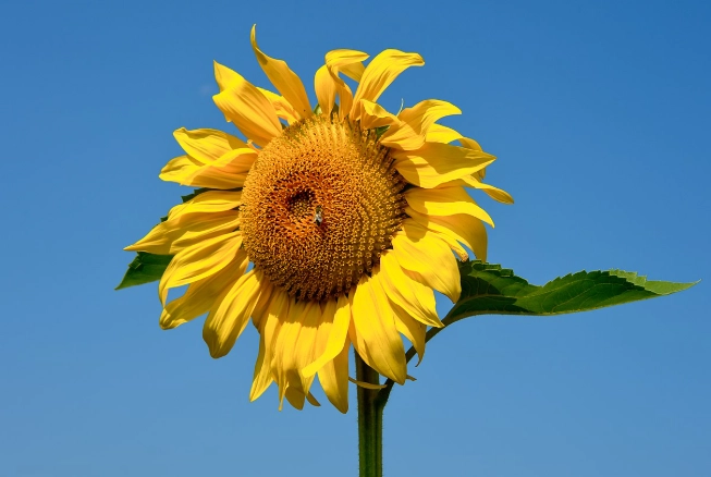 花語自我表達 花語自我表達