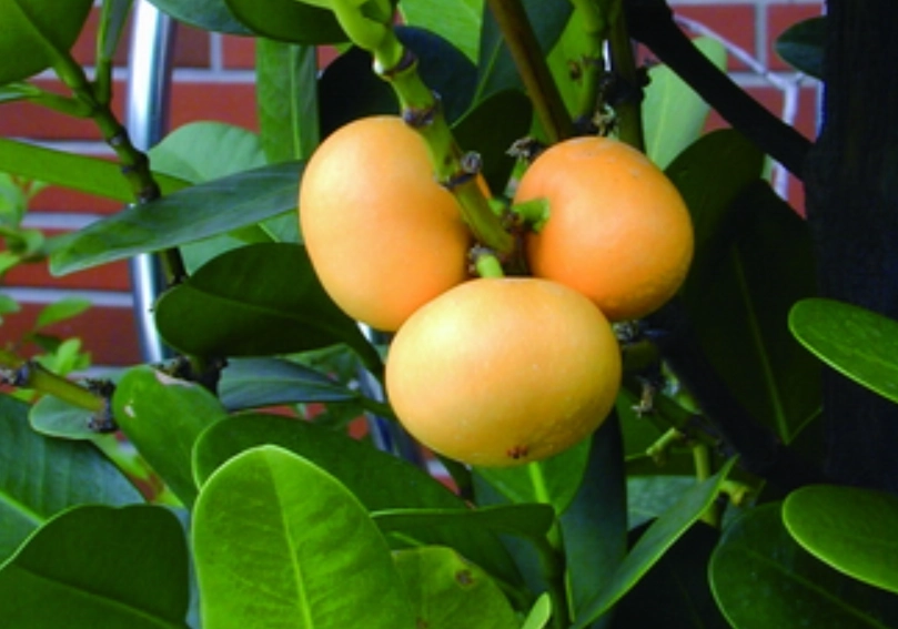 福木果實誤食處理 福木果實誤食處理