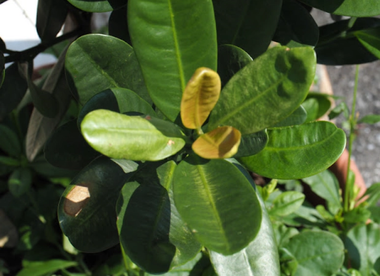 福木樹常見病害 福木樹常見病害