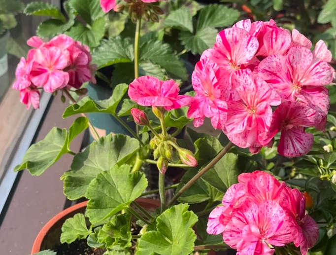 天竺葵盆栽養護 天竺葵盆栽養護