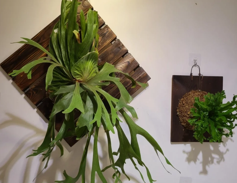 耐陰植物推薦 耐陰植物推薦