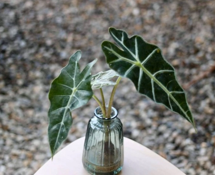 黑絲絨植物養護