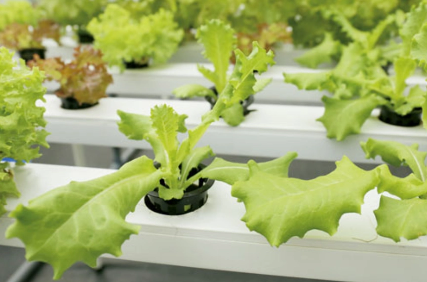 水耕栽培問題 水耕栽培問題