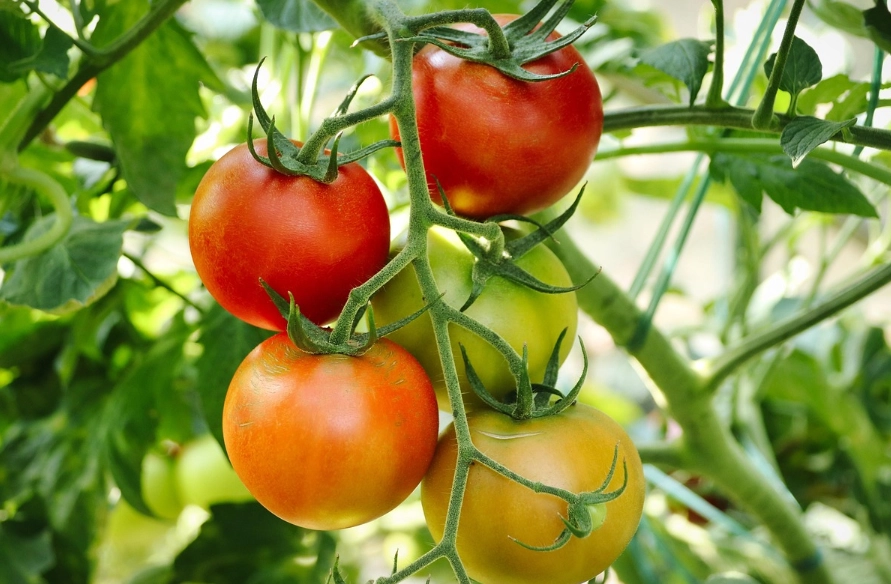 番茄植株高度控制 番茄植株高度控制