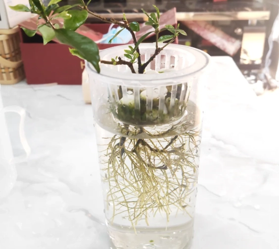 水培營養液配方