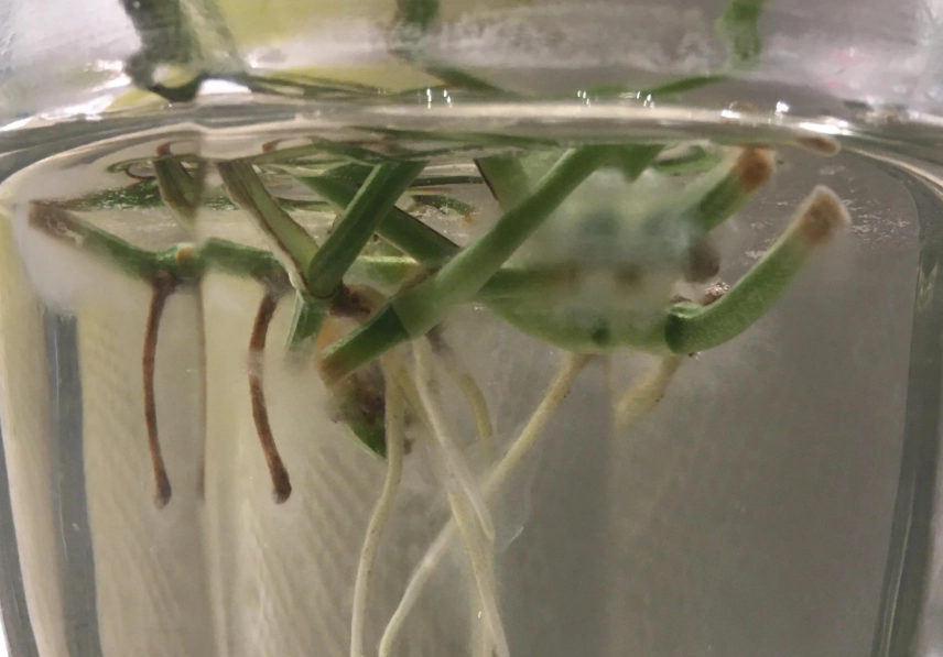 水種植物根部發霉預防